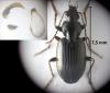 Agonum nigrum